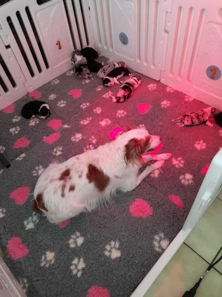 sociabilisation avec les autres chiens