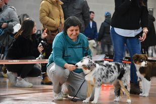 les expositions canines de Upsy et ulhan
